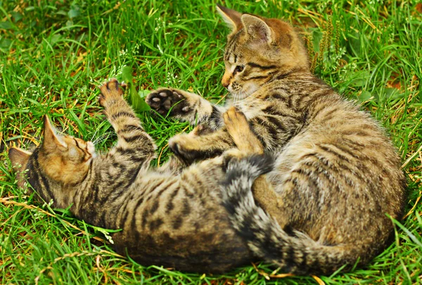 Bir çim üzerinde iki yavru kedi — Stok fotoğraf