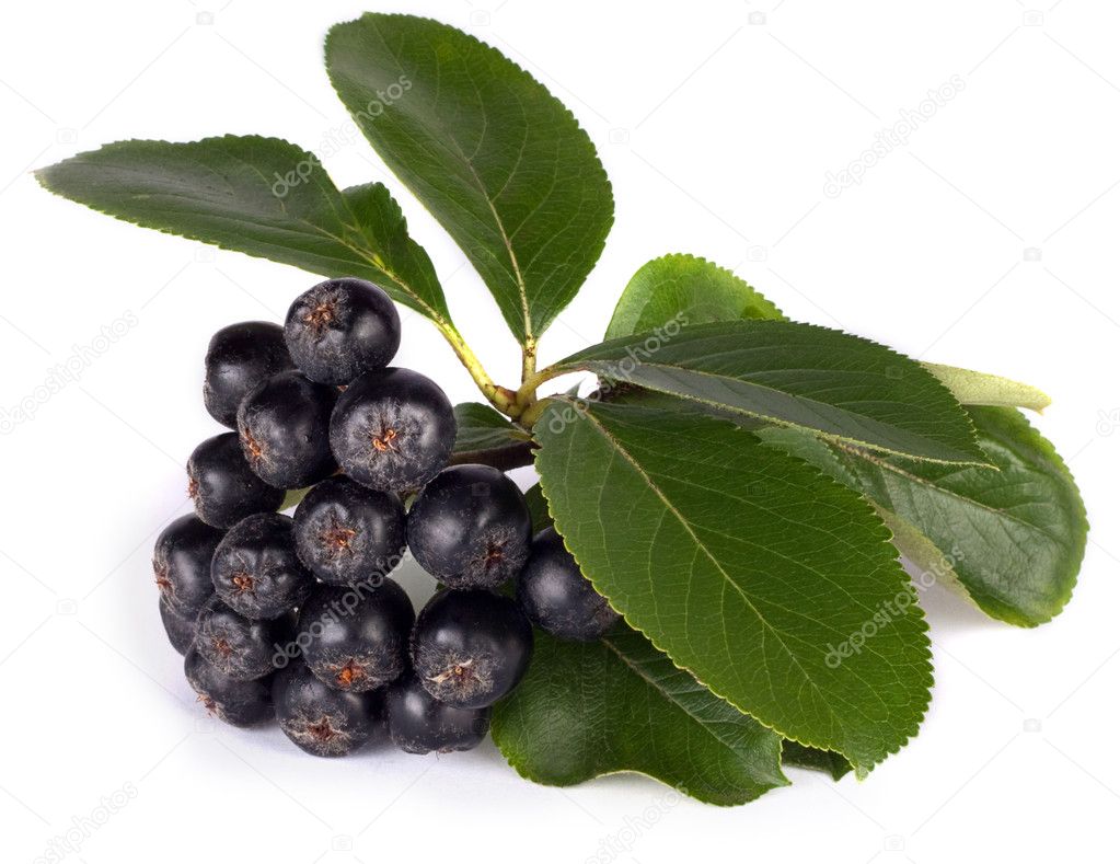 Aronia Melanocarpa Pictures Aronia Melanocarpa Stock Photos Images Depositphotos