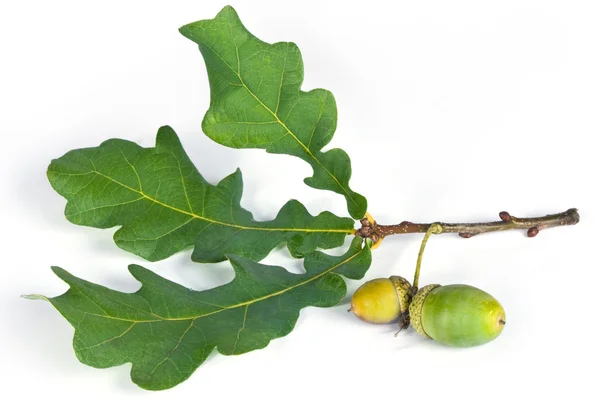 Stock image Oak branch with acorns