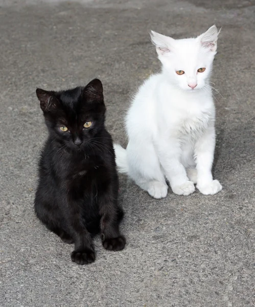 stock image Kittens