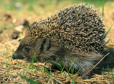 Hedgehog clipart