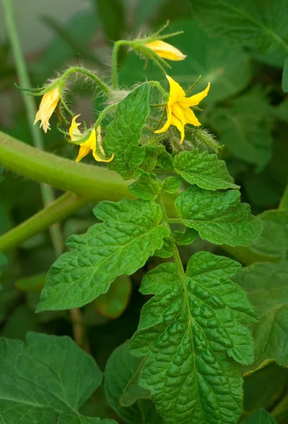 Flores de tomate — Fotografia de Stock