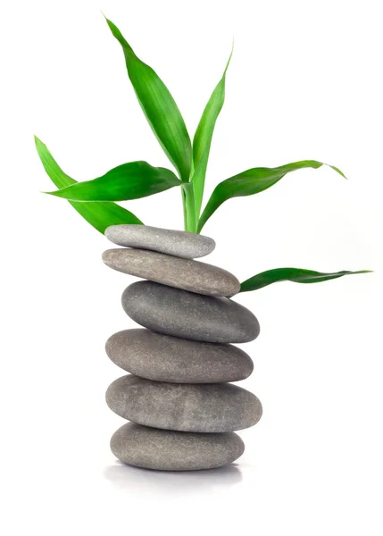 Lucky bamboo and stones — Stock Photo, Image