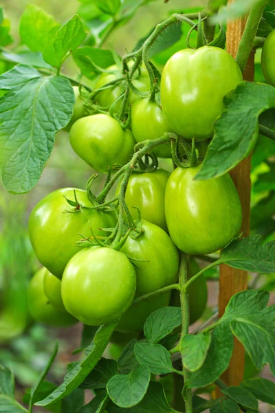 stock image Green tomatoes