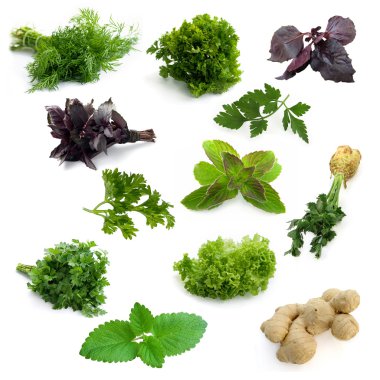 Aromatic herbs clipart