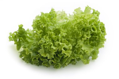 Lettuce clipart