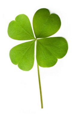 Shamrock clipart