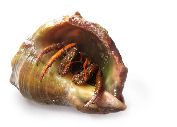 Ermitão-caranguejo — Fotografia de Stock