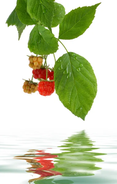 Raspberry tak met reflectie — Stockfoto