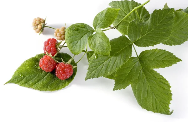 Raspberry branch — Stockfoto