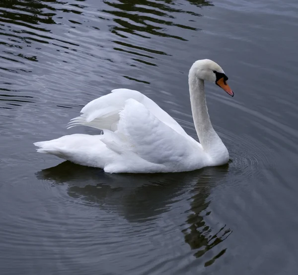 Stock image Swan