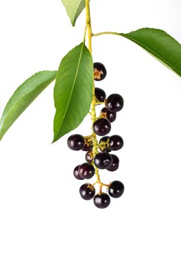 Bird cherry clipart