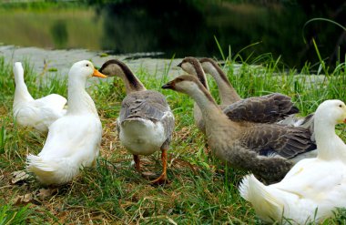 Geese on the bank of a pond clipart