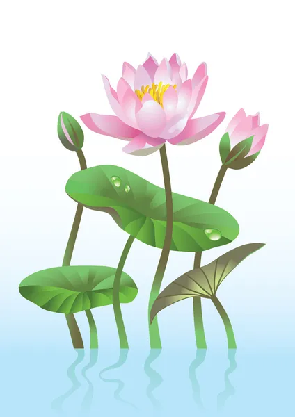Pembe nilüfer çiçeği — Stok Vektör
