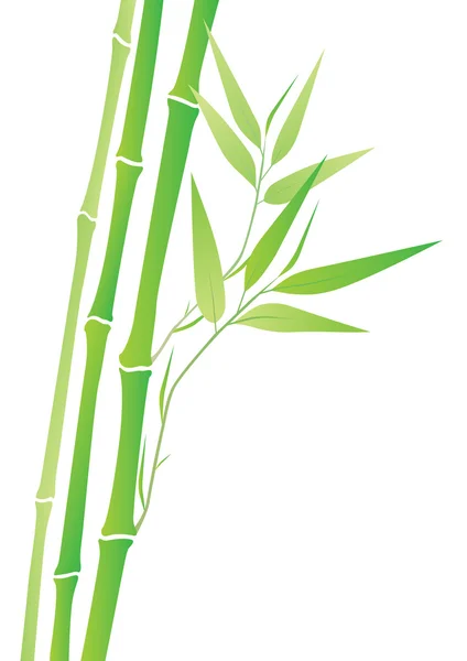 Bambú — Vector de stock