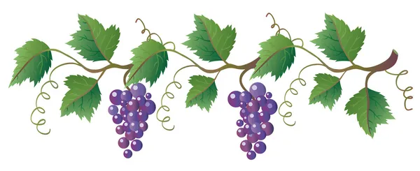 Виноградна лоза — стоковий вектор