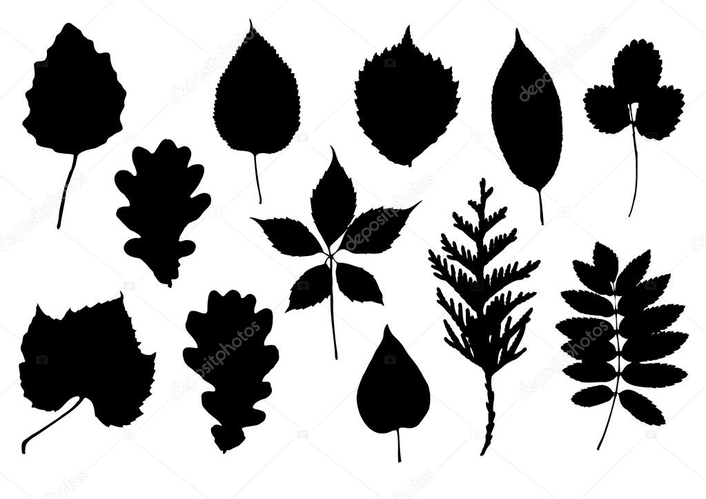 Silhouettes of leaves