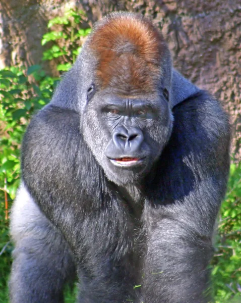 Gorila — Stok Foto