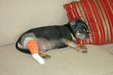 Injured Dog clipart