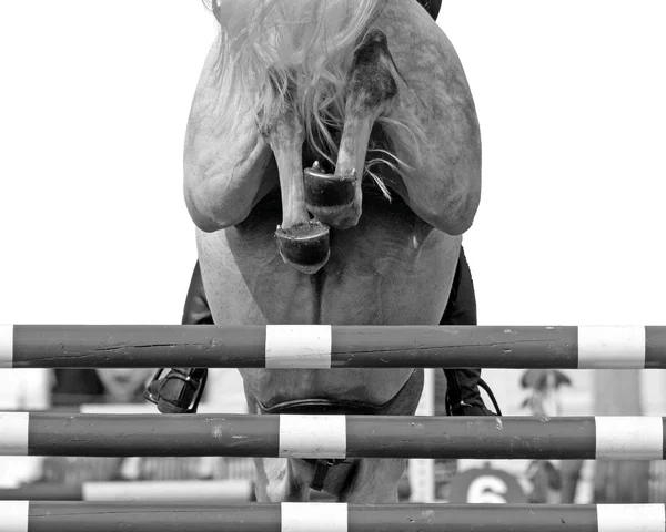 馬ジャンプ — ストック写真