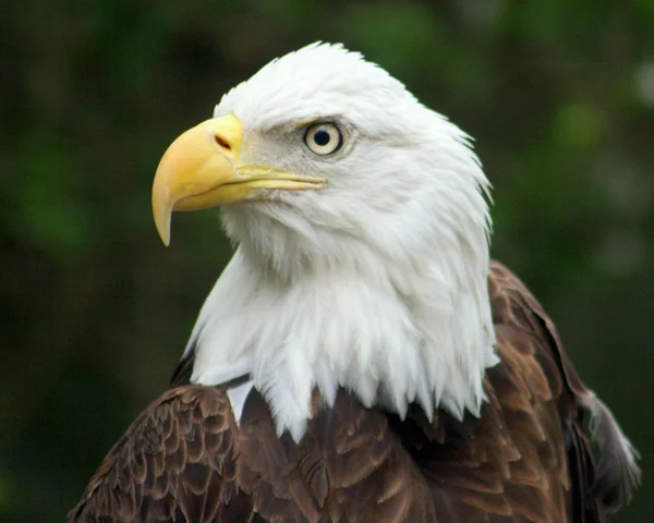 stock image The Proud Eagle