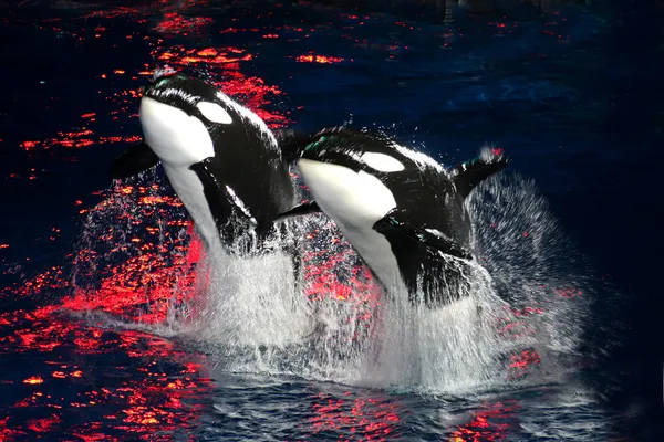 Baleias assassinas — Fotografia de Stock