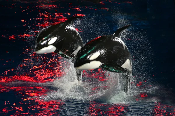 Ballenas asesinas — Foto de Stock