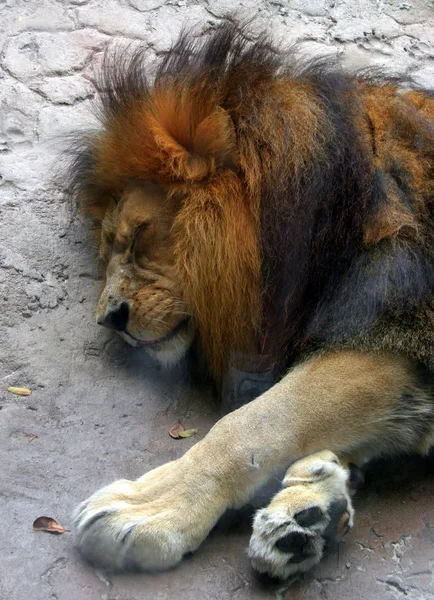 睡狮 — 图库照片