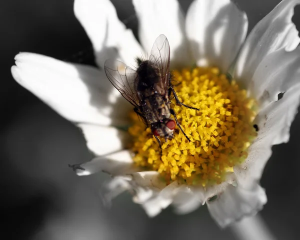 stock image Fly On Flower