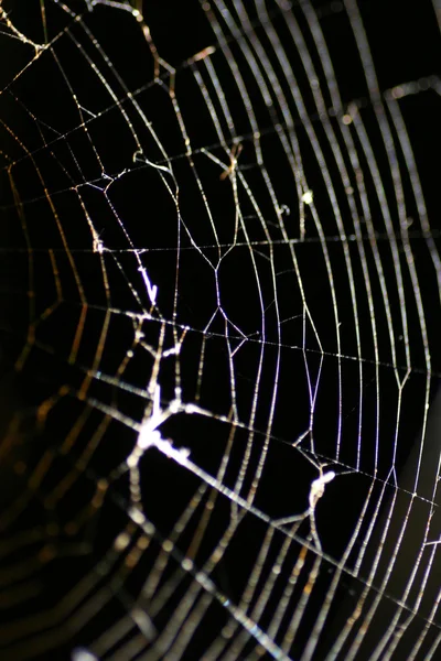 stock image Glowing Cobweb