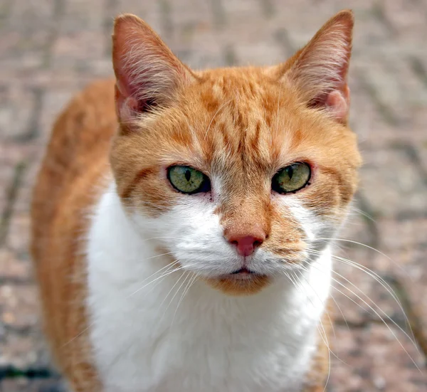 Stock image Cat