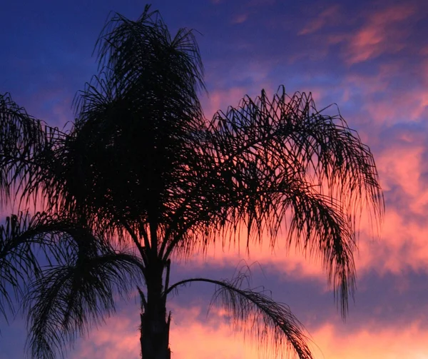 stock image Palm Tree at Sunset