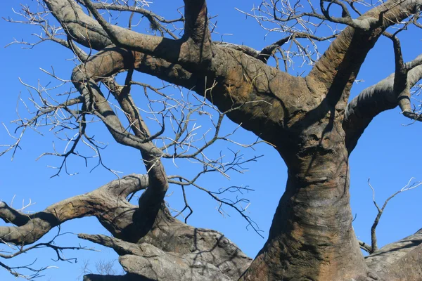 Vzhůru nohama strom — Stock fotografie
