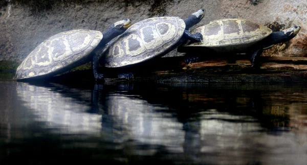 3 龟 — 图库照片