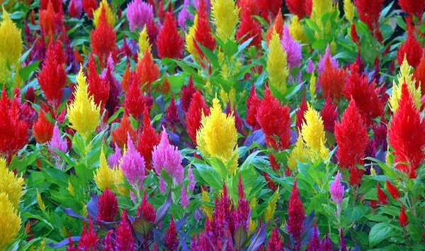 Una floración de color —  Fotos de Stock