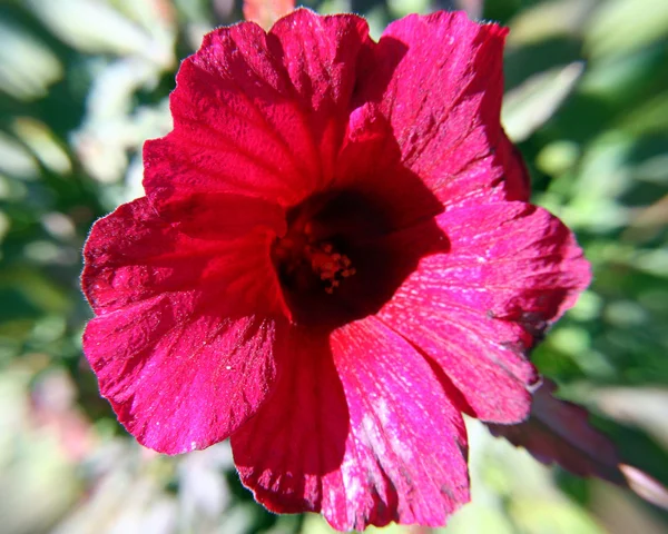 3d Blume — Stockfoto