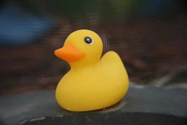Lonely Duck — Stock Photo, Image