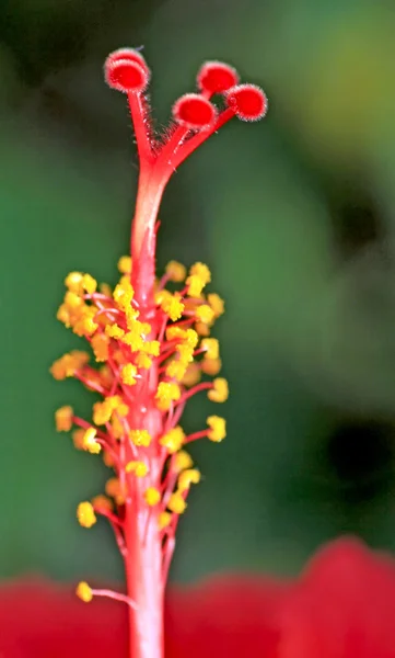 Flower Stamen — Stock Photo, Image
