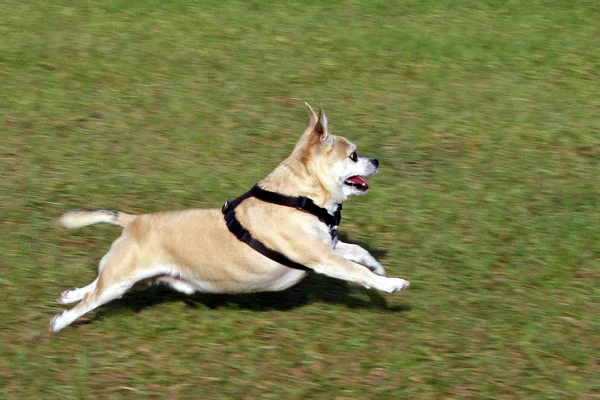 Kör pepe köra — Stockfoto