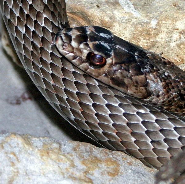 Serpente — Fotografia de Stock