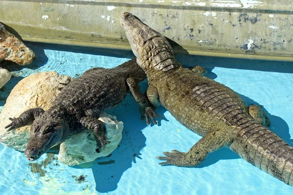 Alligators — Stockfoto