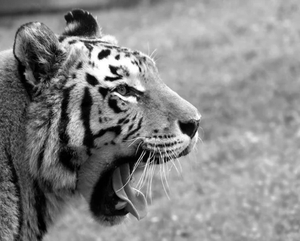 Tigre bostezo — Foto de Stock