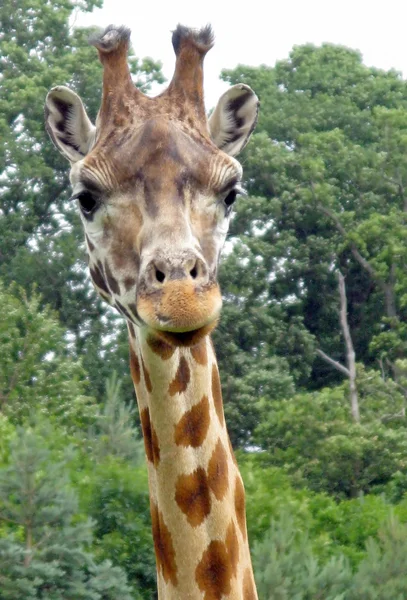 Giraffa — Foto Stock