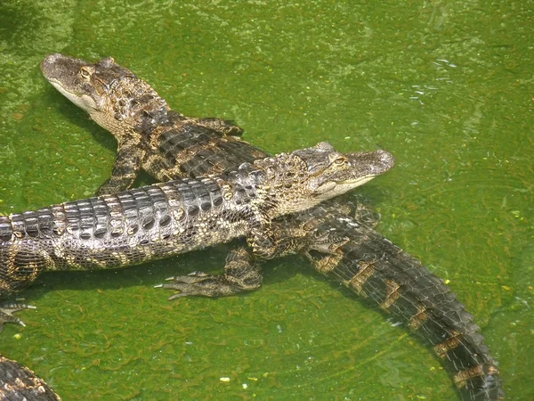 Twee alligators — Stockfoto