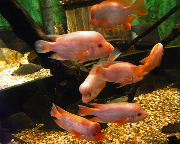 Pink Fish — Stock Photo, Image