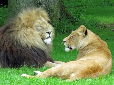 Aslan ve aslan