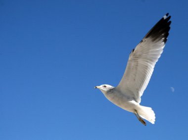 Seagull clipart