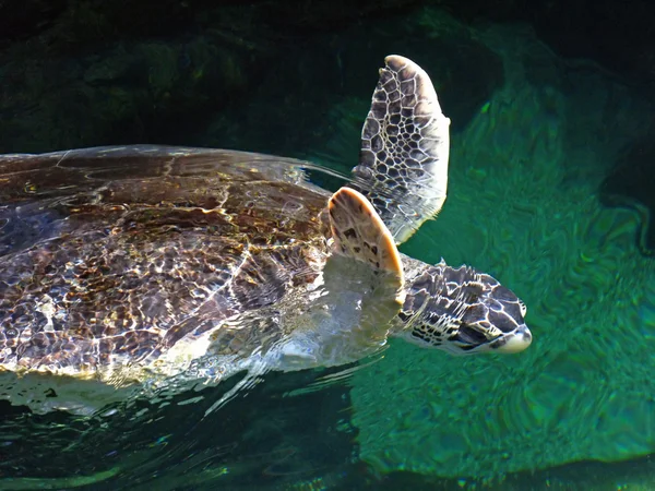 Schildkrötenklappe — Stockfoto