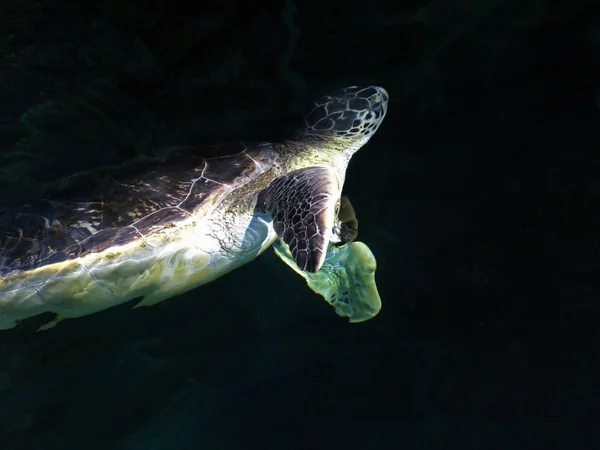 De donkere schildpad — Stockfoto