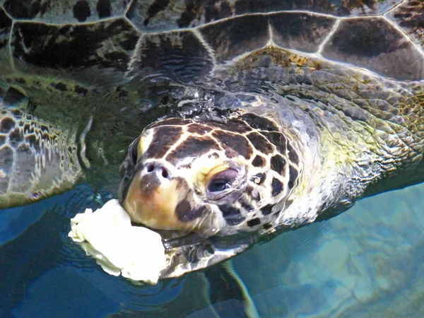 Alimentación de tortugas — Foto de Stock